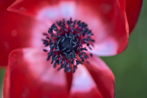 Blurry closeup view of delicate spring red anemone (Anemonastrum) flower Stock Photos
