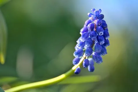 Blurry closeup view of spring blue muscari (Grape hyacinth) with green bokeh Stock Photos