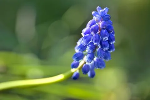 Blurry closeup view of spring blue muscari (Grape hyacinth) with green bokeh Stock Photos