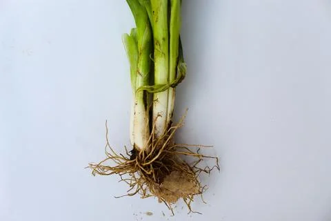 Blurry collection of shallots on a white background Stock Photos