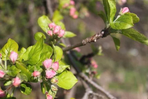 Blurry composition of apple blossoms bloom Stock Photos