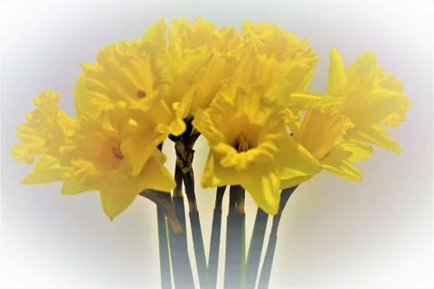 Blurry Daffodil blossoms Stock Photos
