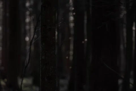 A blurry, dark background from a tree trunk in a black enigmatic forest. Stock Photos