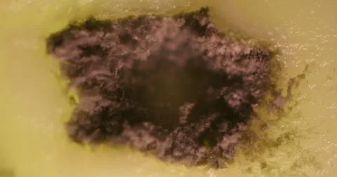 Blurry Desert Creature Hidden in Sand Habitat with Earthy Tones Stock Footage 294261965