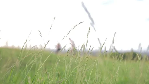 Blurry Dream like pan through long meadow grass Stock Footage 90923349