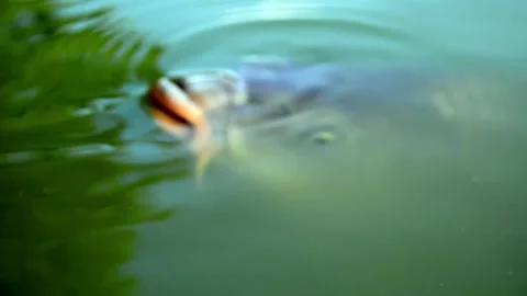 Blurry Fish Near Water Surface Stock Footage 321183640