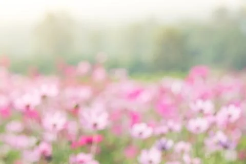 Blurry flower for background Stock Photos