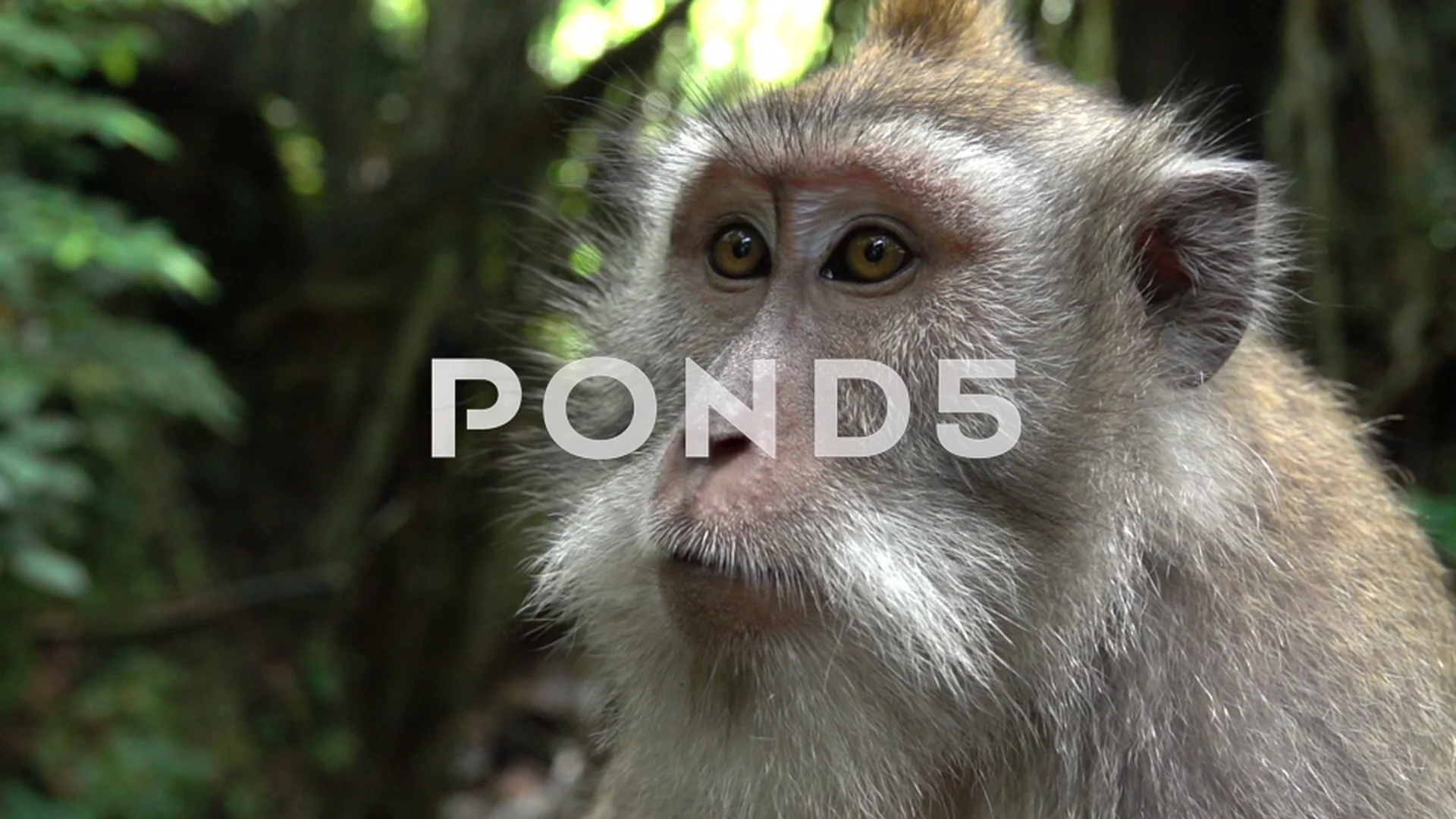 A close up picture of a balinese monkey