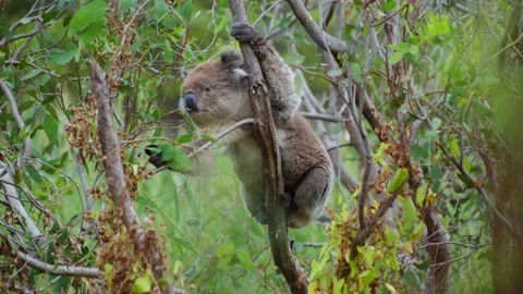 Blurry Foreground Koala Eating Leafs in Tree Stock Footage 303020914