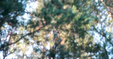 Blurry forest background. Blurry nature background. Stock Footage 142284018
