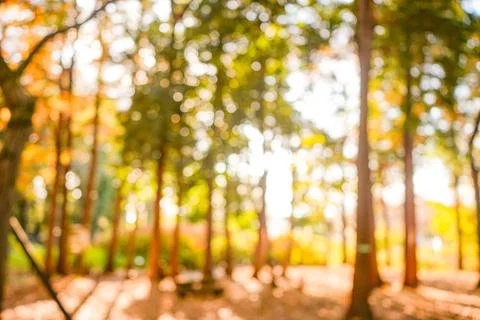 Blurry Forest Background Stock Photos