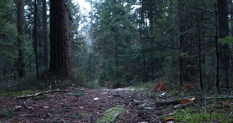 Blurry forest floor in motion Stock Footage 100565534