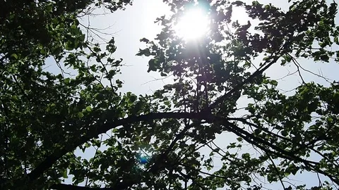 Blurry fresh summer foliage of trees Stock Footage 112294760