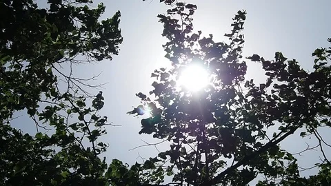 Blurry fresh summer foliage of trees Stock Footage 112294875