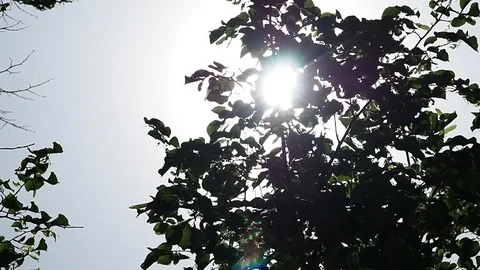 Blurry fresh summer foliage of trees Stock Footage 112294972