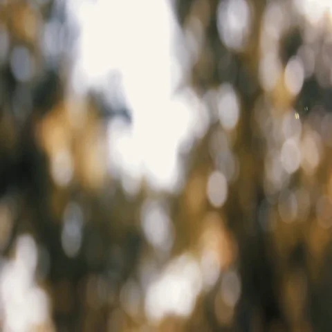 Blurry Golden Background of Fall Leaves, Out of Focus Stock Footage 69494579