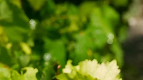 Blurry grape leaves shine nice after summer rain - at Tihany /Balaton - Hungary Stock Footage 104016222