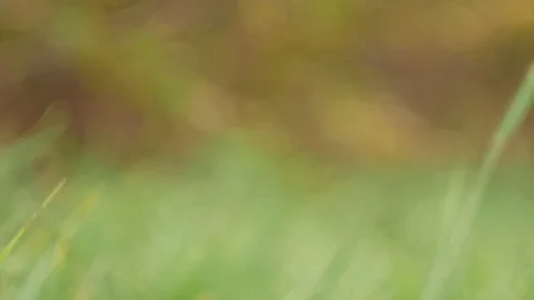 Blurry gras Stockbeeldmateriaal 85078534
