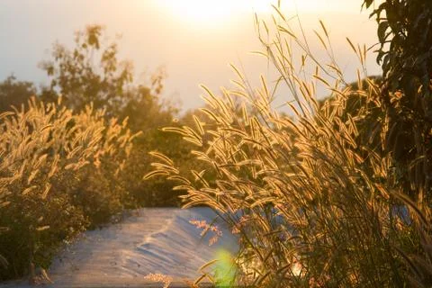 Blurry grass on a background of a field. Stock Photos