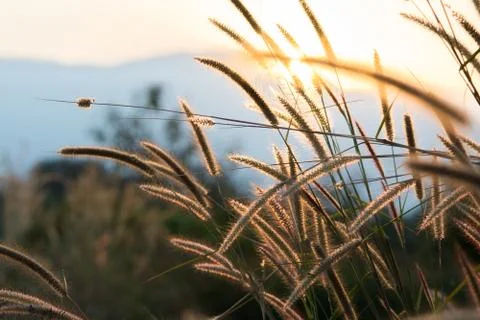 Blurry grass on a background of a field. Stock Photos