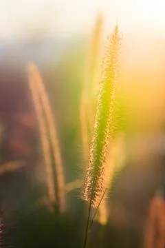 Blurry grass on a background of a field. Stock Photos