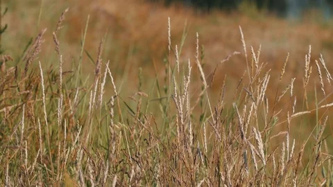 Blurry grass background. HD shot with shallow depth of field Video stock 117789326