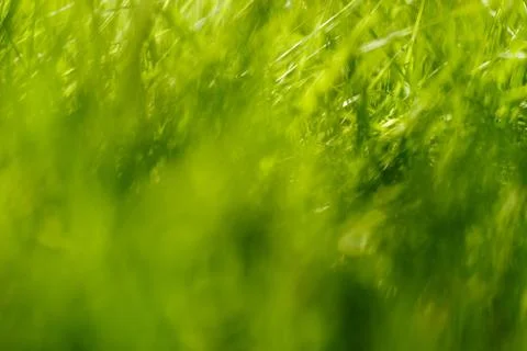 Blurry grass background Stock Photos