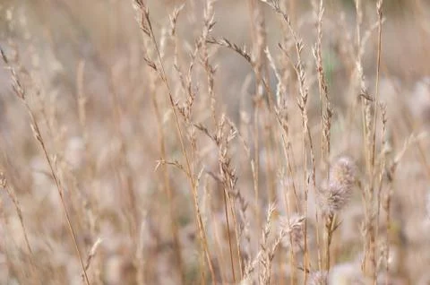 Blurry grass for Background Stock Photos