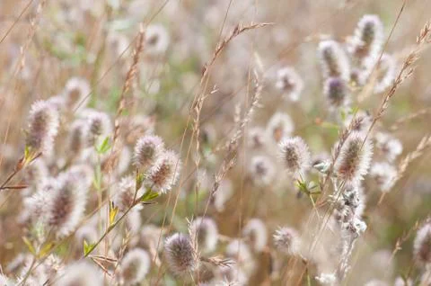 Blurry grass for Background Stock-Fotos