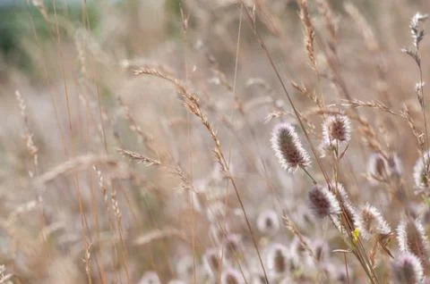 Blurry grass for Background Stock Photos