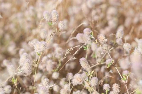 Blurry grass for Background Stock-Fotos