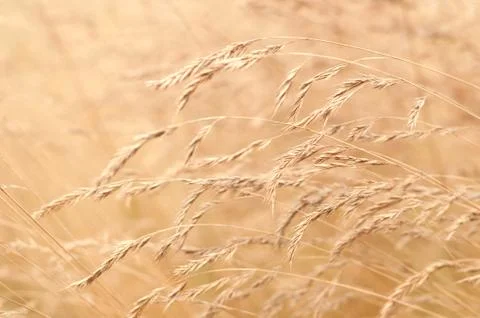 Blurry grass for Background Stock-Fotos