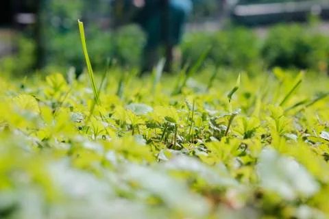 Blurry grass Stock Photos