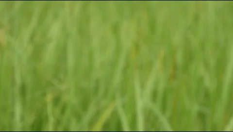 Blurry green background on grass moving in the wind Stock Footage 307557697