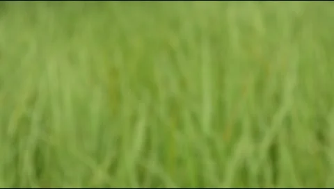 Blurry green background on grass moving in the wind Stock Footage 307557704