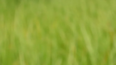 Blurry green background on grass moving in the wind Stock Footage 307557854