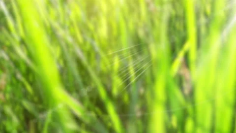 Blurry green grass with 3d movement, optical flare and flicker Stock Footage 132257982