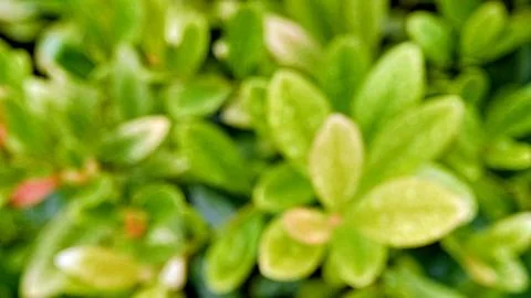 Blurry green tree leaves background photo fresh Stock Photos