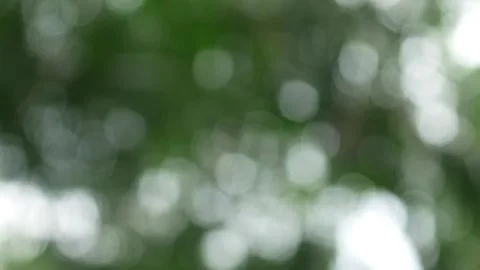 Blurry green trees background with rainy conditions Stock Footage 304722552