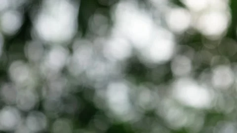 Blurry green trees background with rainy conditions Stock Footage 304722584