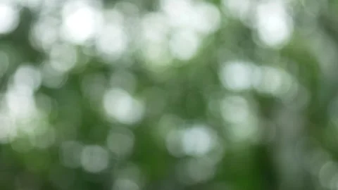 Blurry green trees background with rainy conditions Stock Footage 304722596
