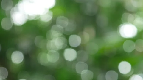 Blurry green trees background with rainy conditions Stock Footage 304722826