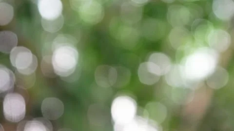 Blurry green trees background with rainy conditions Stock Footage 304722831