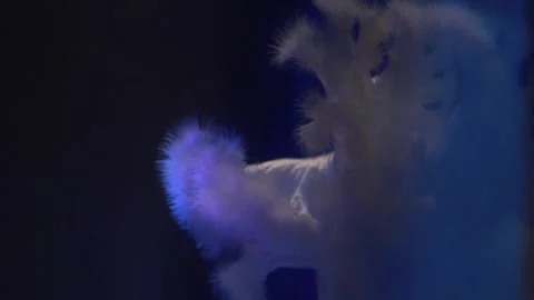 A blurry image of a cat Video stock 155357236