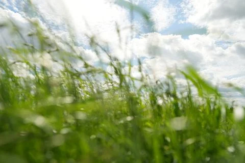 A blurry image of a field of grass with a cloudy sky in the background Stock Photos