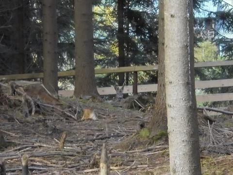 Blurry image of forest in game park in Bila village, roe deer in the distance. Stock Photos