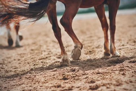 A blurry image of a galloping horse with selective focus, its tail fluttering Stock Photos