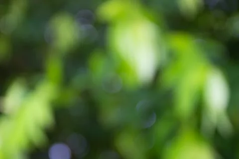 Blurry image of green leaf with bokeh abstract Stock Illustration