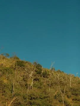 A blurry image of a hillside with trees and a blue sky Stock Photos