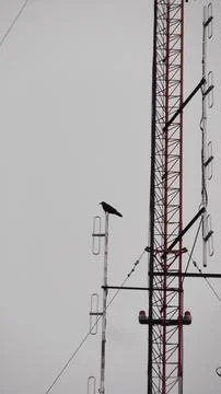 A blurry image of a single crow perched. Stock Photos